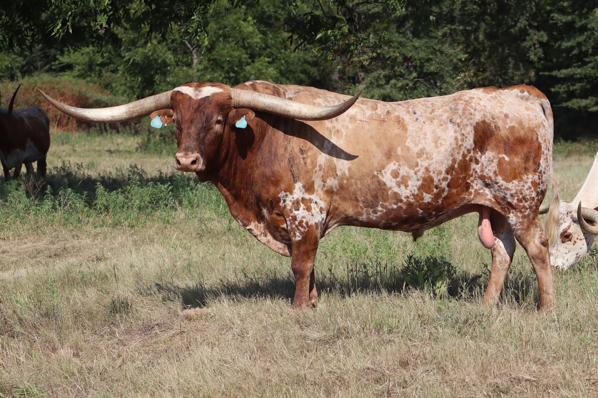 Cattle Baron's Premier Longhorn Sale
